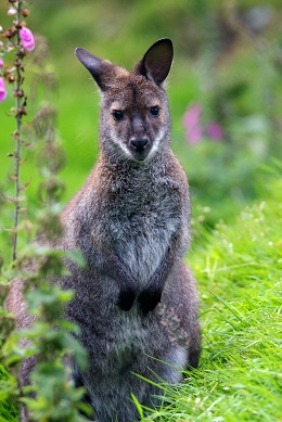 Kangaroo at Coolwood Wildlife Park, Killarney, Co. Kerry