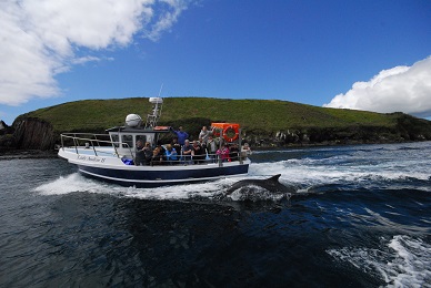 Dingle Dolphin Boat Tours, Dingle, Co.Kerry