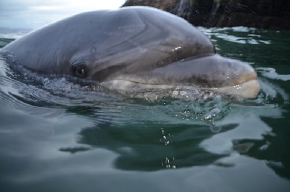 Fungie with Dingle Dolphin Boat Tours, Dingle, Co.Kerry